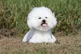 BICHON FRISE 479